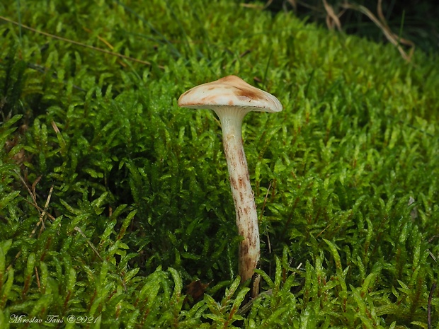 sliziak škvrnitý Gomphidius maculatus (Scop.) Fr.