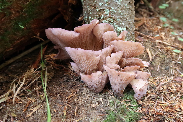 lievikovec kyjakovitý Gomphus clavatus (Pers.) Gray