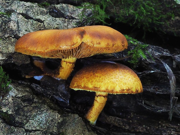 šupinovec Gymnopilus sp.