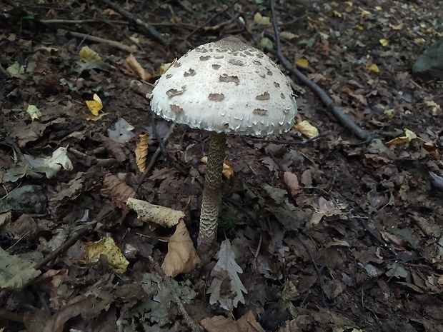 bedľa vysoká Macrolepiota procera (Scop.) Singer