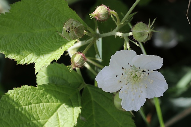 ostružina Rubus sp.