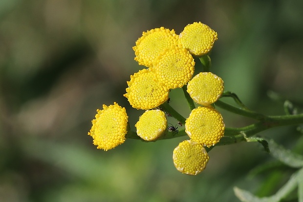 vratič obyčajný Tanacetum vulgare L.