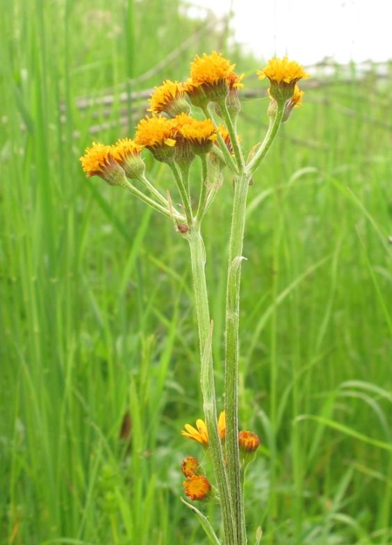 popolavec celistvolistý Tephroseris integrifolia (L.) Holub