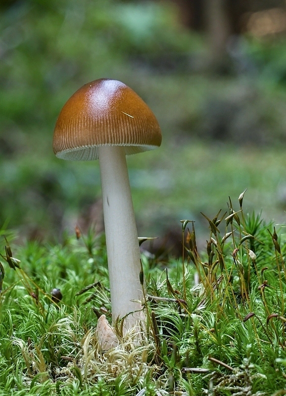 muchotrávka plavohnedá Amanita fulva Fr.