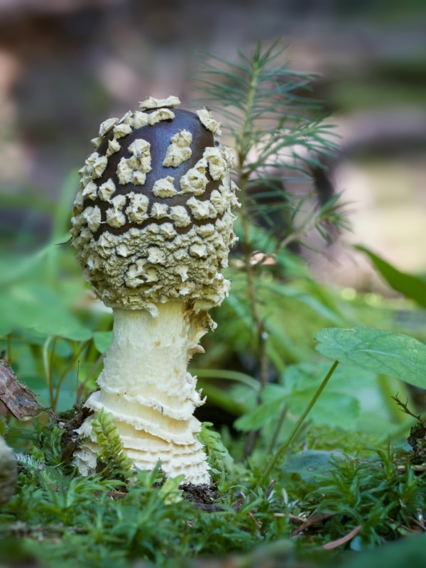 muchotrávka kráľovská Amanita regalis (Fr.) Michael