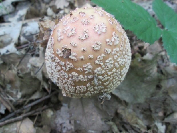 muchotrávka Amanita sp.