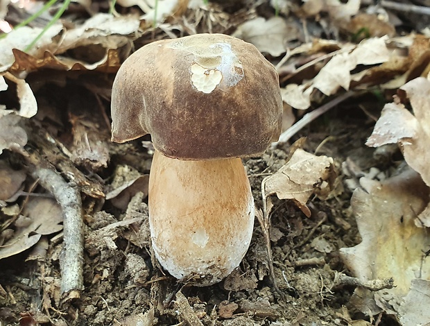 hríb bronzový Boletus aereus Bull. ex Fr.