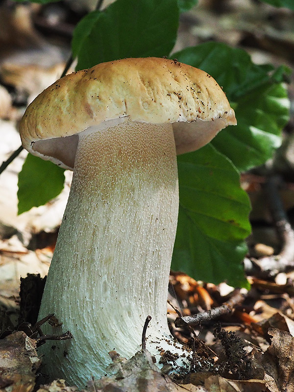 hríb smrekový Boletus edulis Bull.