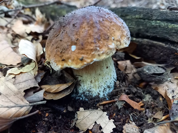 hríb smrekový Boletus edulis Bull.