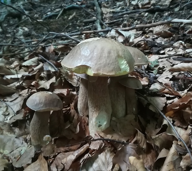 hríb dubový Boletus reticulatus Schaeff.