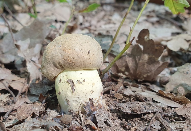 hríb príveskatý Butyriboletus appendiculatus (Schaeff. ex Fr.) Secr.