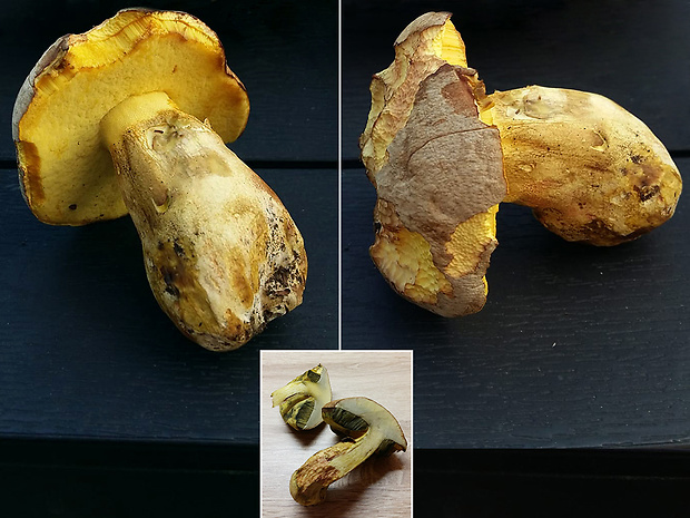 hríb striebristý Butyriboletus fechtneri (Velen.) D. Arora & J.L. Frank