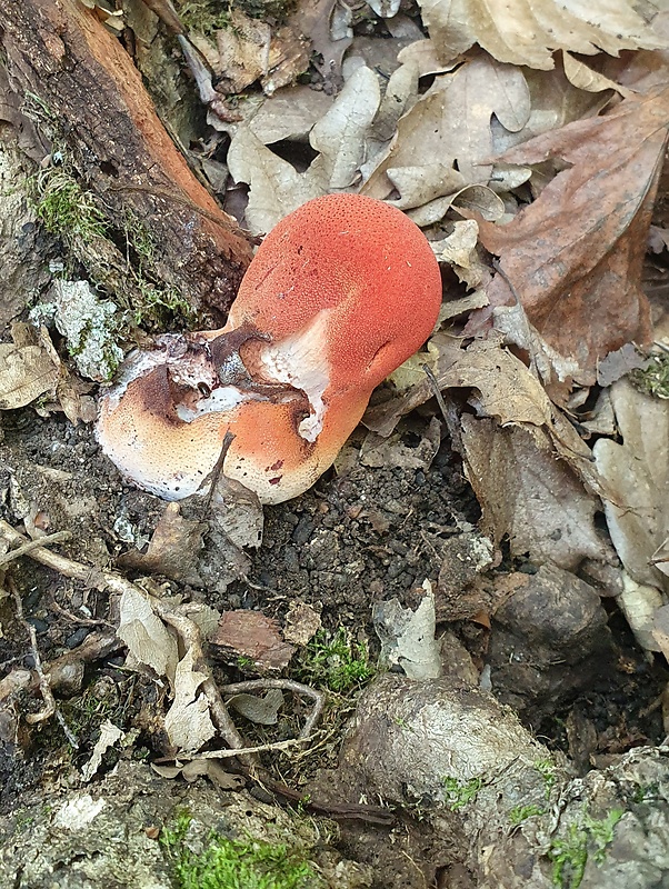 pečeňovec dubový Fistulina hepatica (Schaeff.) With.