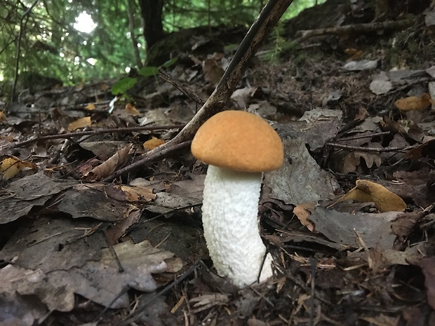 kozák osikový Leccinum albostipitatum den Bakker & Noordel.