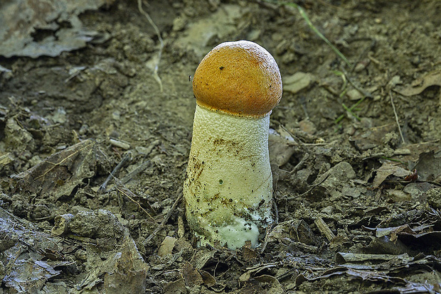 kozák osikový Leccinum albostipitatum den Bakker & Noordel.