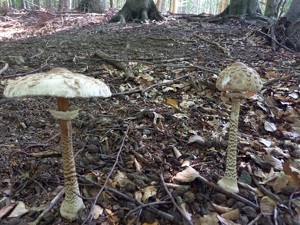 bedľa vysoká Macrolepiota procera (Scop.) Singer