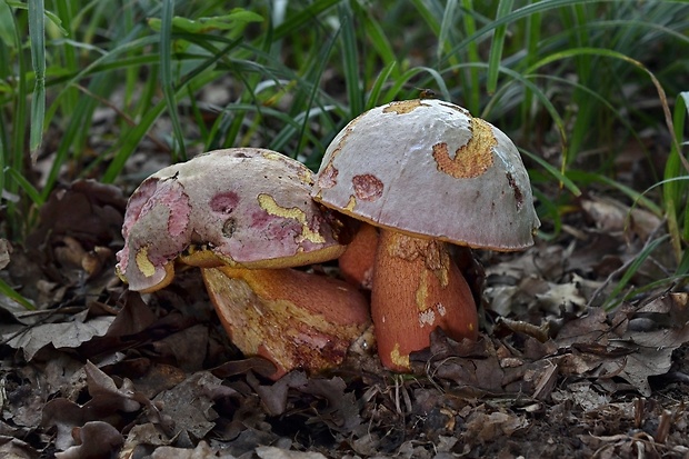 hríb Le Galovej Rubroboletus legaliae (Pilát & Dermek) Della Maggiora & Trassin.