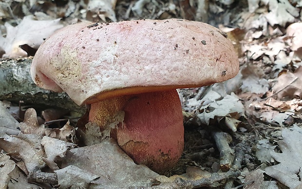 hríb purpurový Rubroboletus rhodoxanthus Kuan Zhao &amp; Zhu L. Yang