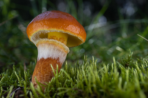 masliak smrekovcový Suillus grevillei (Klotzsch) Singer