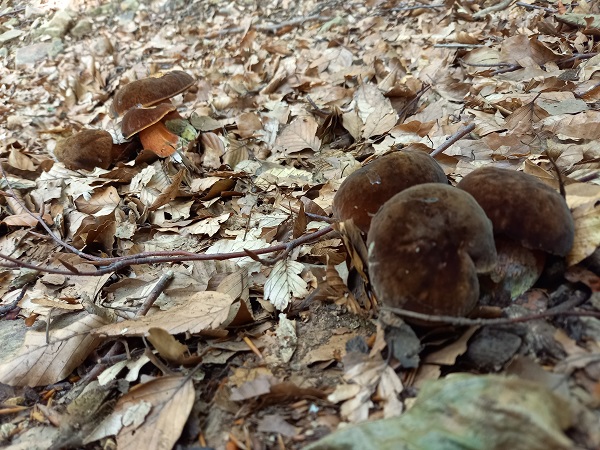 hríb zrnitohlúbikový Sutorius luridiformis (Rostk.) G. Wu & Zhu L. Yang