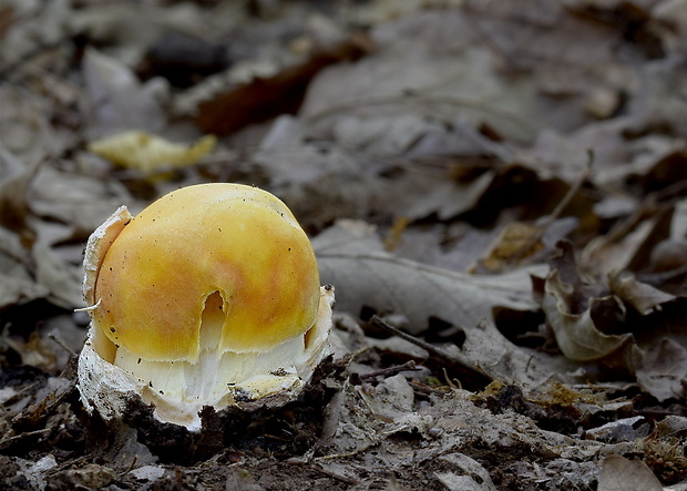 muchotrávka cisárska Amanita caesarea (Scop.) Pers.