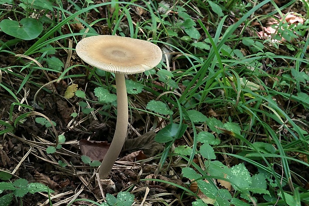 muchotrávka pošvatá Amanita vaginata (Bull.) Lam.