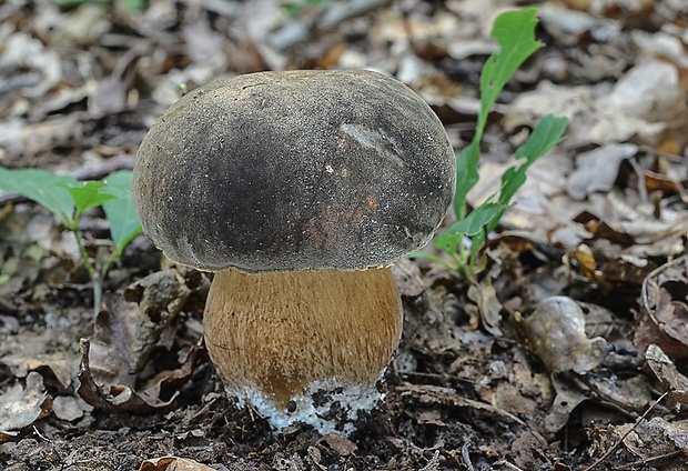 hríb bronzový Boletus aereus Bull. ex Fr.