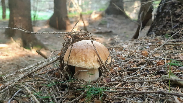 hríbik Boletus edulis Bull.