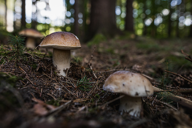 hríb smrekový Boletus edulis Bull.