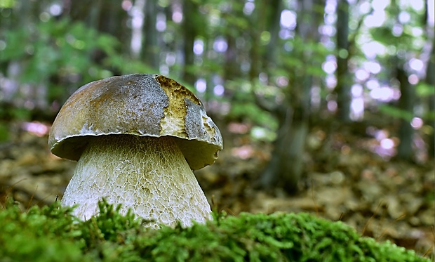 hríb smrekový Boletus edulis Bull.