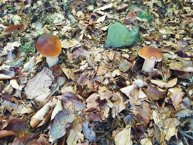 hríb smrekový Boletus edulis Bull.