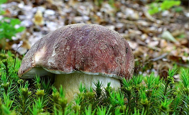 hríb sosnový Boletus pinophilus Pil. et Dermek in Pil.