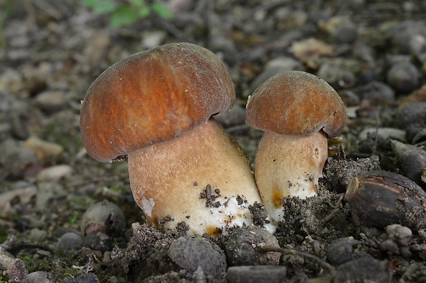 hríb dubový Boletus reticulatus Schaeff.