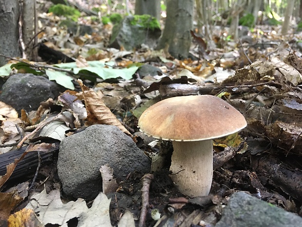 hríb dubový Boletus reticulatus Schaeff.