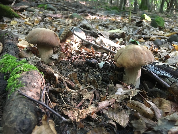 hríb dubový Boletus reticulatus Schaeff.