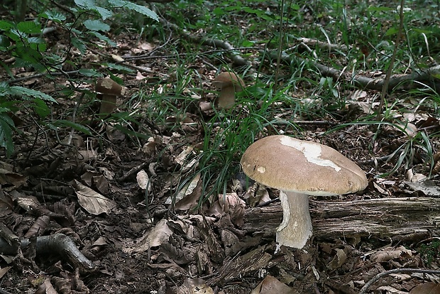 hríb dubový Boletus reticulatus Schaeff.