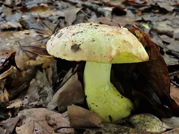 hríb kráľovský Butyriboletus regius (Krombh.) D. Arora & J.L. Frank