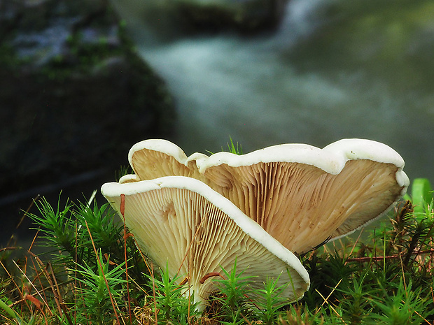 machovka obyčajná Clitopilus prunulus (Scop.) P. Kumm.