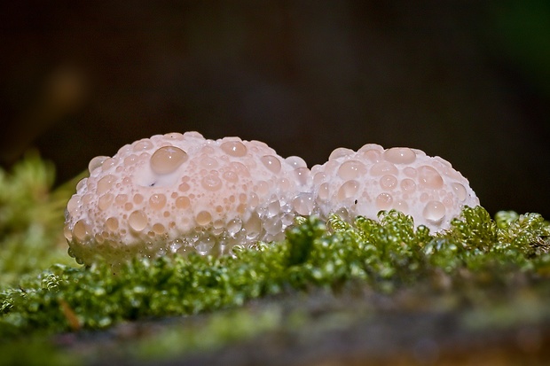 práchnovček pásikavý Fomitopsis pinicola (Sw.) P. Karst.