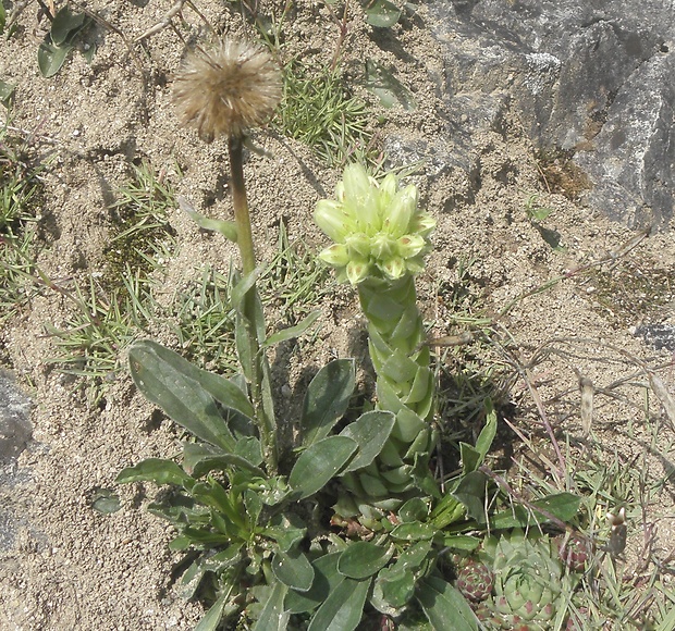 skalničník guľkovitý Jovibarba globifera (L.) J. Parn.