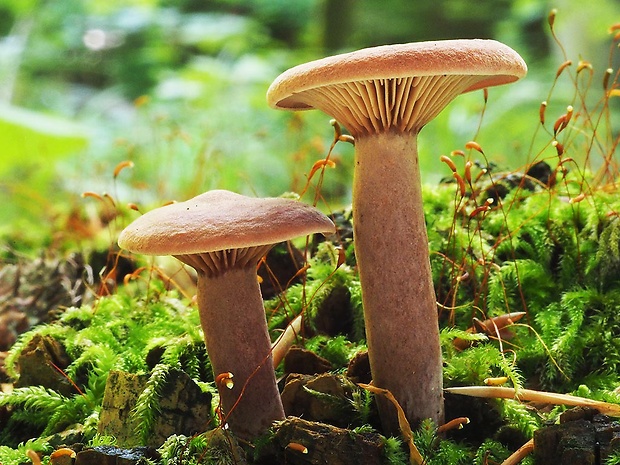 rýdzik gáfrový Lactarius camphoratus (Bull.) Fr.