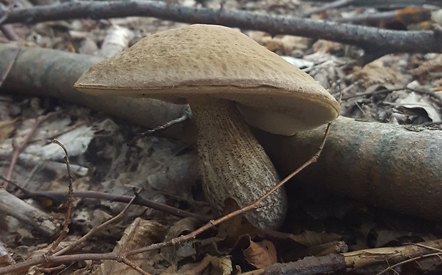 kozák hrabový Leccinum pseudoscabrum (Kallenb.) Šutara