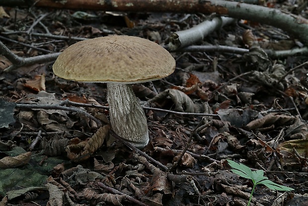 kozák hrabový Leccinum pseudoscabrum (Kallenb.) Šutara