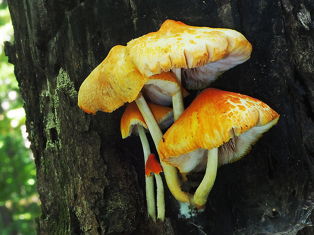 štítovka šarlátová Pluteus aurantiorugosus (Trog) Sacc.