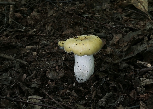 plávka Russula sp.