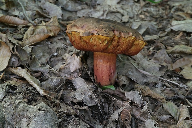 hríb zrnitohlúbikový Sutorius luridiformis (Rostk.) G. Wu & Zhu L. Yang