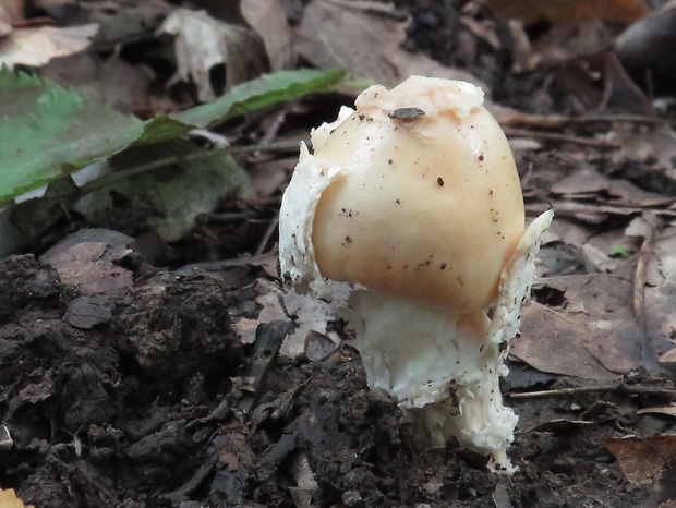 muchotrávka cisárska Amanita caesarea (Scop.) Pers.