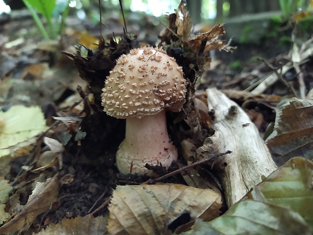 muchotrávka červenkastá Amanita rubescens Pers.