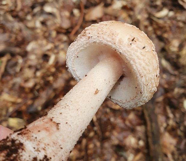 muchotrávka červenkastá Amanita rubescens Pers.