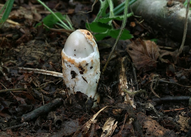 muchotrávka Amanita sp.